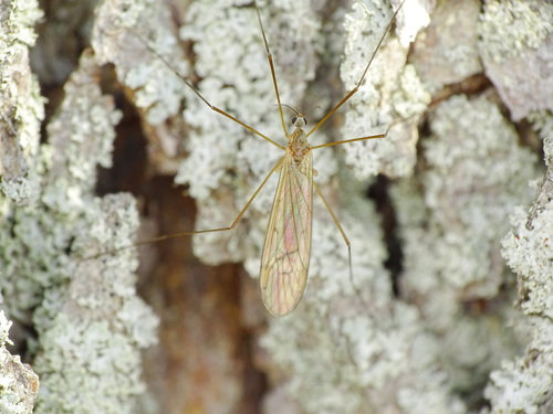 Ula sylvatica