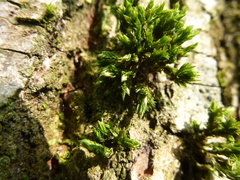 Orthotrichum stramineum