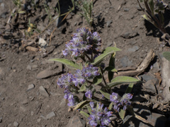 Phacelia humilis, photograph (c) Lew Jones, some rights reserved (CC BY)