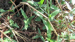 Persicaria stelligera