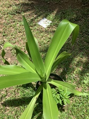 Hymenocallis littoralis