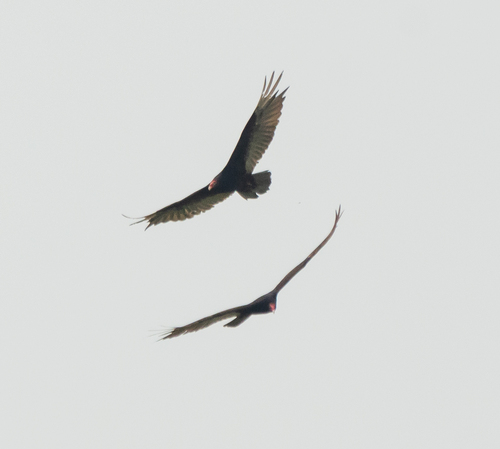 Turkey Vulture