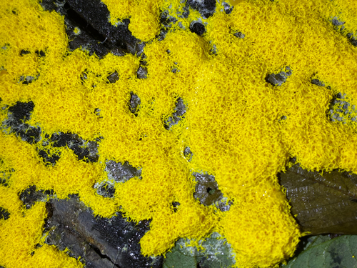 Dog Vomit Slime Mold