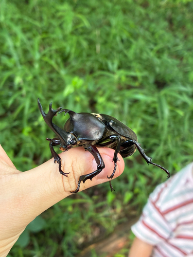 Trypoxylus dichotomus septentrionalis