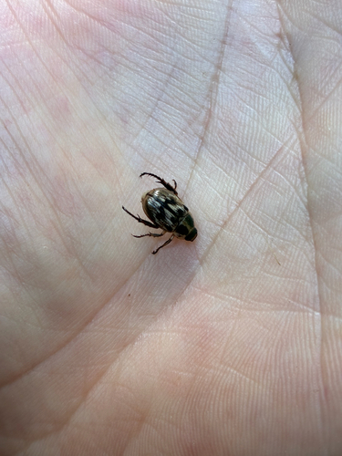 Oriental Beetle