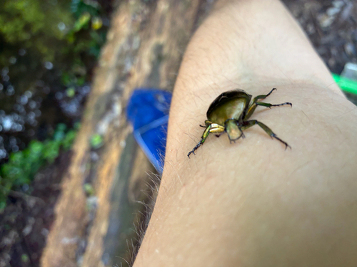 Japanese Drone Beetle