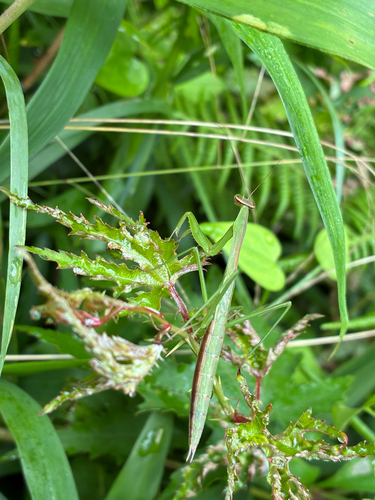 Chinese Mantis