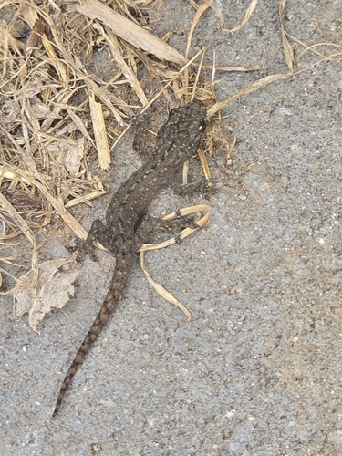 Asian House Gecko
