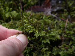 Thamnobryum alleghaniense