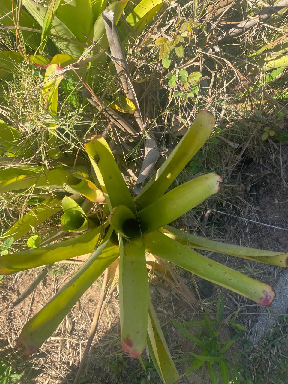 Neoregelia cruenta