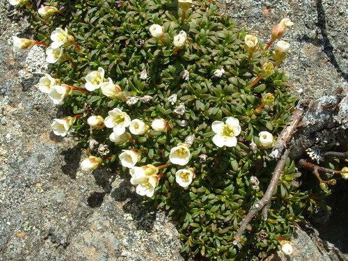 Diapensia lapponica legacy iNaturalist observation