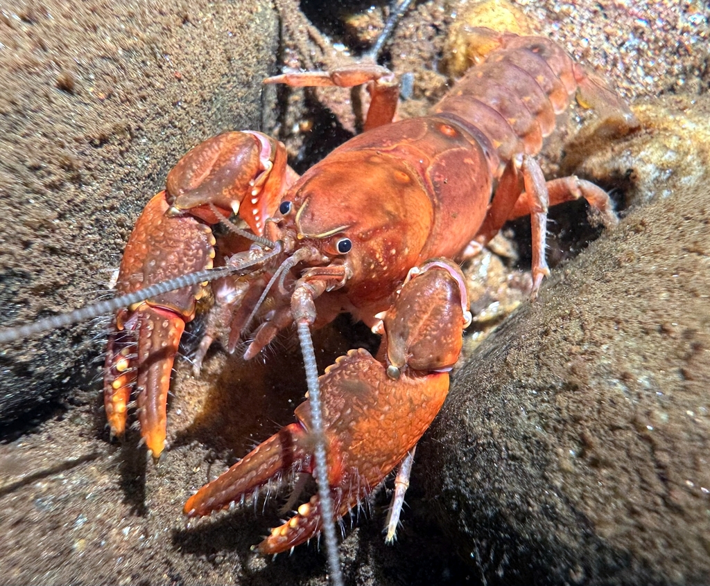 Mitten Crayfish