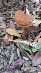 Austroboletus