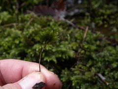 Thamnobryum alleghaniense