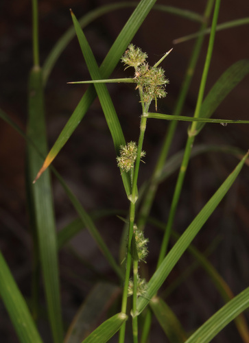 Fuirena umbellata