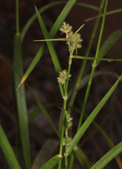 Fuirena umbellata
