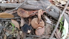 Sutorius australiensis