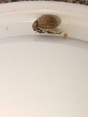 Philopedon plagiatum