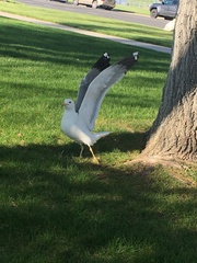 Larus californicus