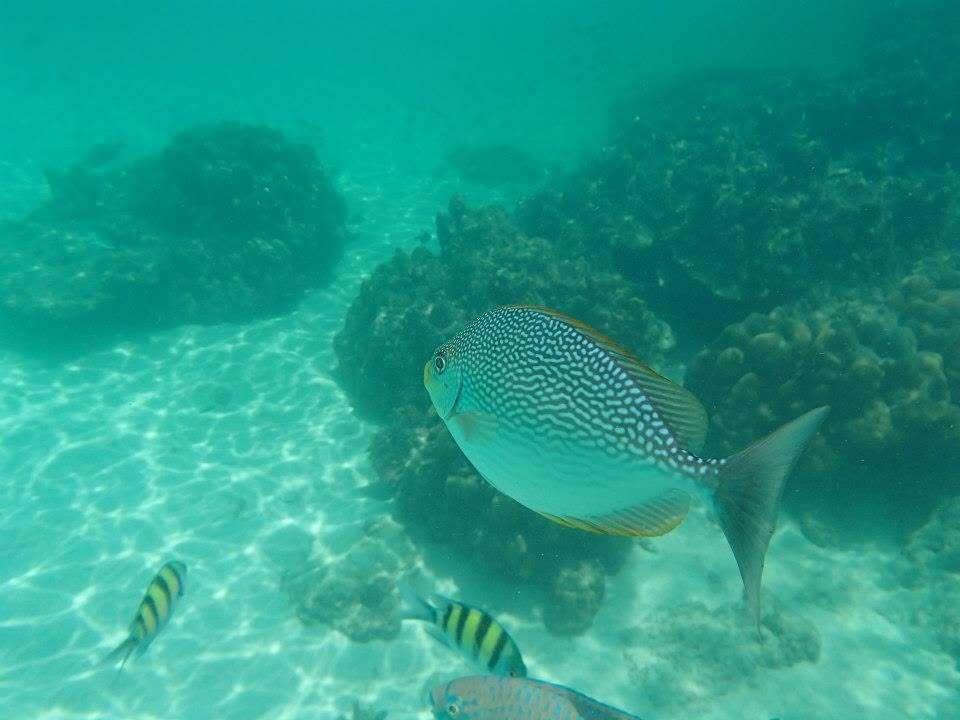 bluespotted spinefish