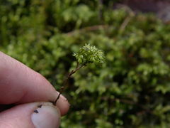 Thamnobryum alleghaniense