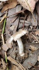 Amanita cheelii