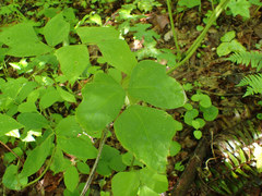 Pueraria montana lobata