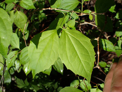Philadelphus inodorus