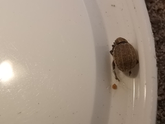 Philopedon plagiatum