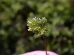 Thamnobryum alleghaniense