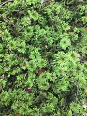 Hypopterygium didictyon