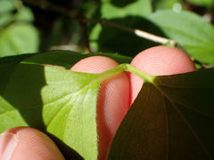 Philadelphus inodorus
