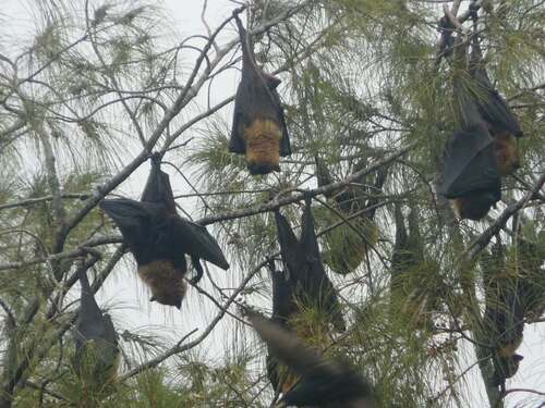 Insular Flying Fox