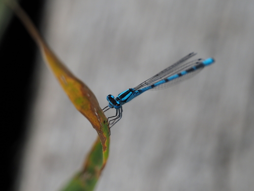Common Blue Damselfly