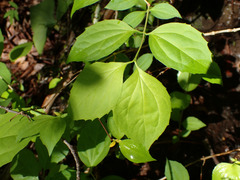 Philadelphus inodorus