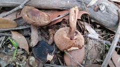 Sutorius australiensis