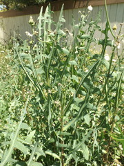 Lactuca serriola