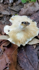 Russula marangania