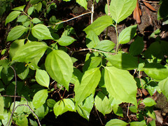 Philadelphus inodorus