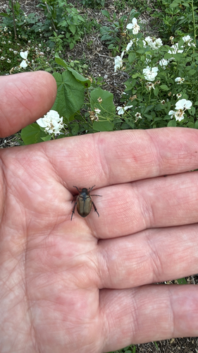 iNaturalist observation photo of Sand Chafer