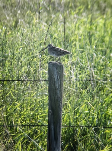 Wilson's Snipe
