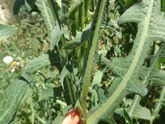 Lactuca serriola
