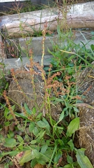 Rumex