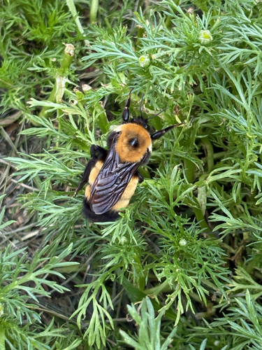 Nevada Bumble Bee