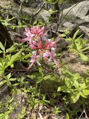 Rhododendron prinophyllum