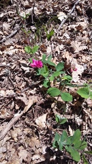 Lathyrus rotundifolius