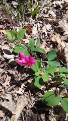 Lathyrus rotundifolius
