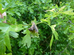Monilinia johnsonii