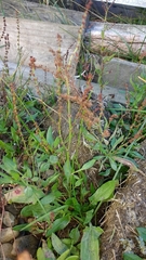 Rumex