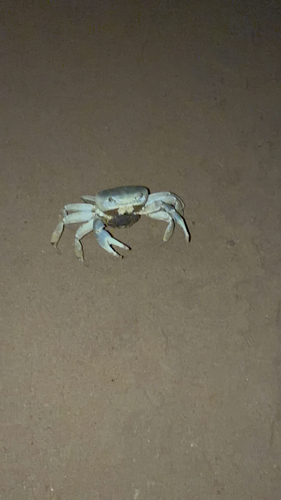 Blue Land Crab
